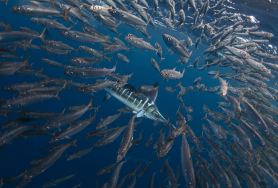 The ongoing and future warming is causing expansion of the ‘oxygen minimum zone’ where oxygen is less soluble, it makes the habitable shallow-marine area above it narrower, so animals living there can be at higher risk for extinction. Photo courtesy and copyright of Jacopo BRUNETTI 
(www.cabosharkdive.com).